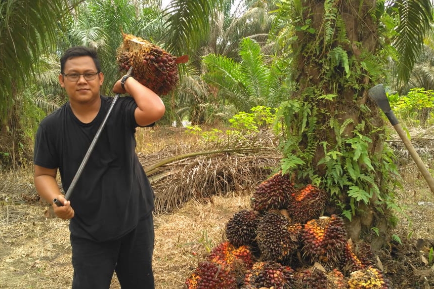 Harga CPO Naik Tajam, Harga Sawit Riau Moncer Terus