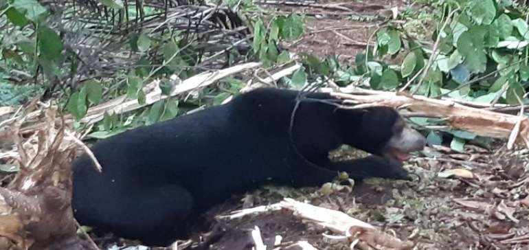 BBBKSDA Riau Berhasil Selamatkan Beruang Dari Jeratan Babi