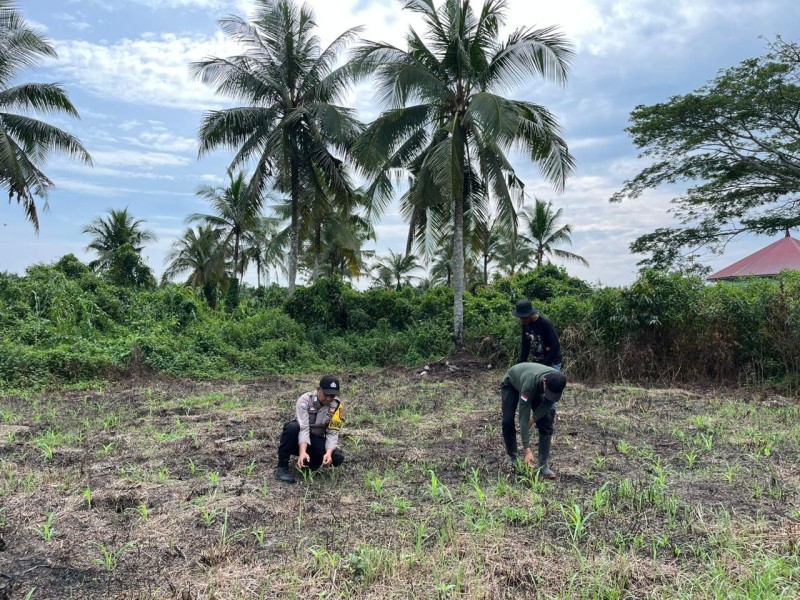 Rumput Liar Mulai Mengganggu Pertumbuhan Jagung di Dusun Sungai Buluh
