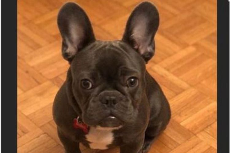 Anjing Milik Mantan Pebasket NBA Dideportasi dari Australia