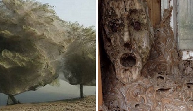 Enam Mahakarya Sarang Hewan yang Menakjubkan