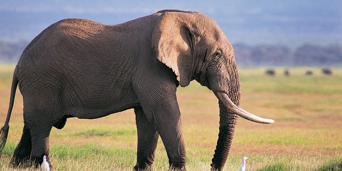MALANG TAK BERBAU! Asik Memotret, Turis ini Tewas Terinjak Gajah