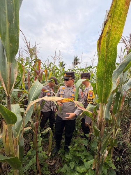 Ketahanan Pangan Jadi Fokus, Bhabinkamtibmas Tembilahan Sambangi Kebun Jagung Masyarakat