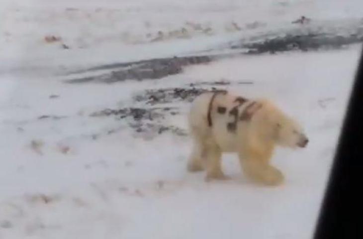 Beruang Kutub Jadi Korban Corat-coret, Potretnya Bikin Miris