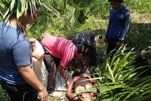 Panen Sawit, Pasutri Diserang Babi Hutan, Suami Tewas Penuh Luka, Tangan Nyaris Putus