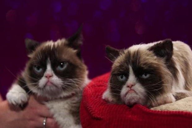 Menang Gugatan, Kucing Cemberut Ini Dapat Rp9,3 Miliar