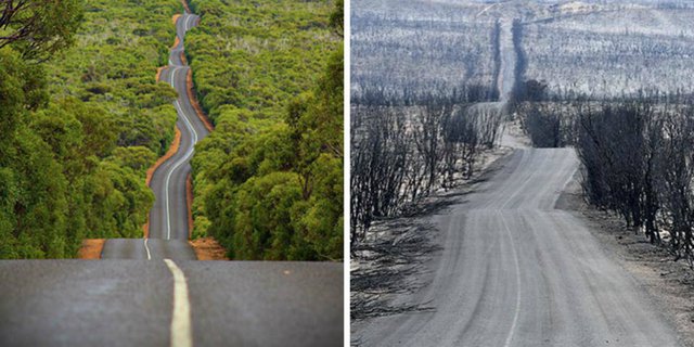 MENGERIKAN! Ini Foto-foto Sebelum dan Sesudah Kebakaran Hutan Australia