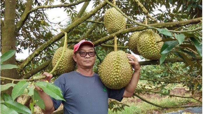 Durian 'Raksasa' 18 Kg Ini Dilelang Seharga Rp 31 Juta