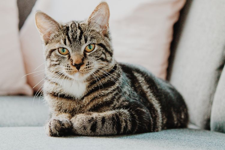 Keistimewaan dan Pahala Pelihara Kucing