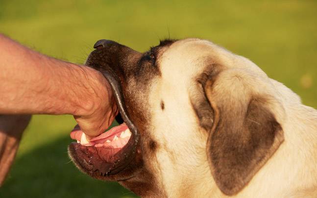 Sejal 2016, Rabies Renggut Nyawa Empat Warga Riau