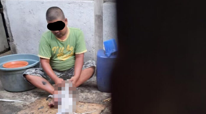 Sembelih dan Kuliti Kucing, Polisi: Sudah 4 Kali Dikonsumsi