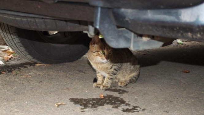 Alasan Kenapa Kolong Mobil Jadi Tempat Favorit Kucing