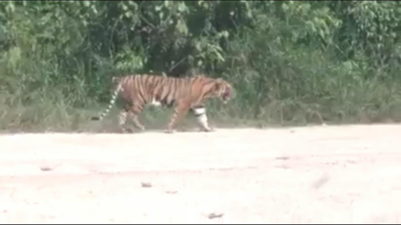 Harimau Sumatra Tertangkap Kamera di Kawasan Duri Field