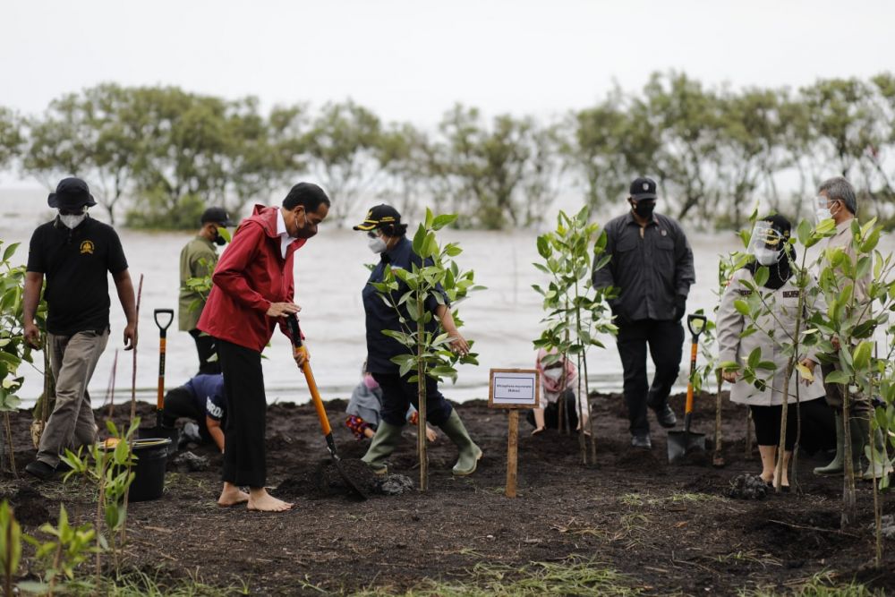 BRGM Kebut Penanaman Mangrove Seluas 973 Hektar di Bengkalis