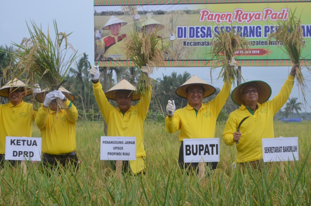 Wardan Optimis Inhil Kembali Menjadi Lumbung Padi Riau