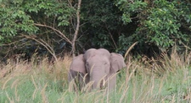 Gajah Tersesat di Inhu, Dievakuasi Kembali ke Jambi