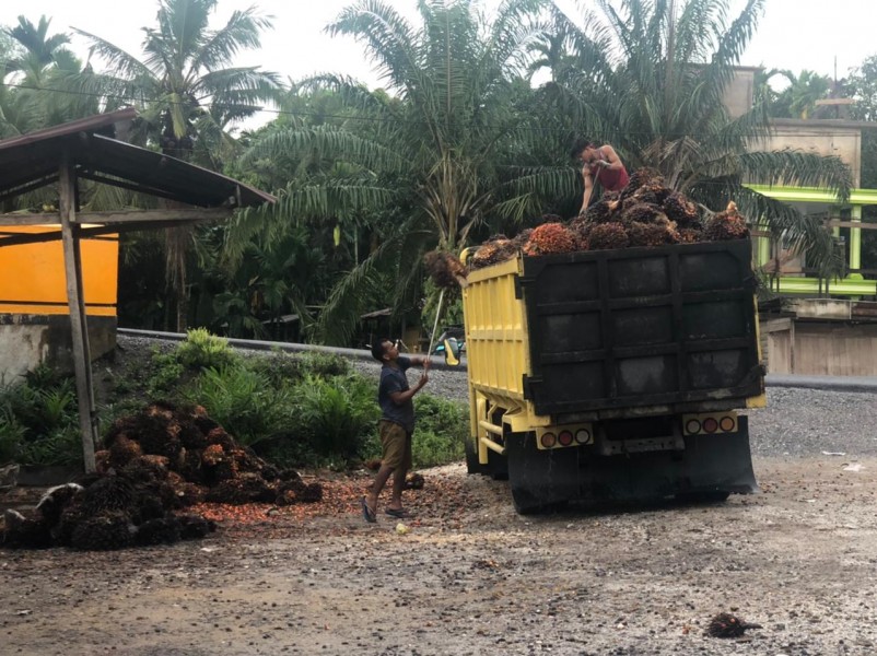 Aduh! Harga Sawit di Riau Turun Lagi, Cek Daftar Lengkapnya di sini