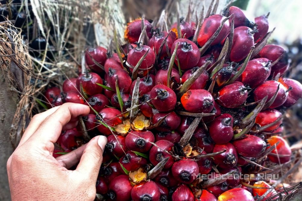 TBS Sawit di Riau Tembus Rp 4 Ribu, Ini Daftar Harganya