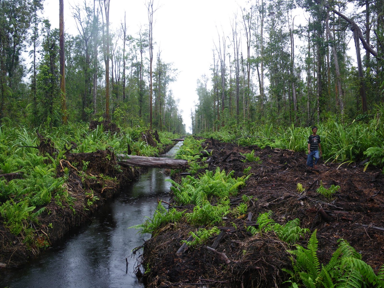 Pemprov Riau Kekurangan Dana Untuk Jaga Kawasan Hidrologi Gambut