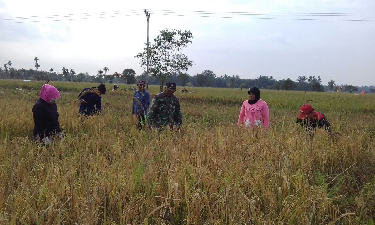TNI Bersama Petani panen Padi di Reteh