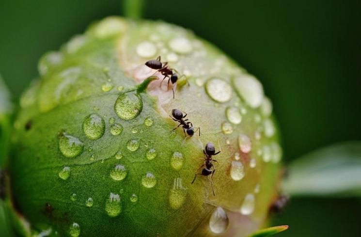 Kantin Kampus Ini Viral Karena Buat Menu Telur Rebus Dicampur Semut
