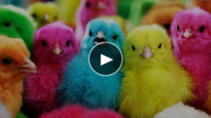 VIDEO : KEJAM!!! Begini Cara Pedagang Mewarnai Ayam untuk Dijual