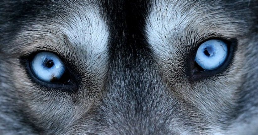 Rahasia di Balik Mata Biru Tajam Siberian Husky