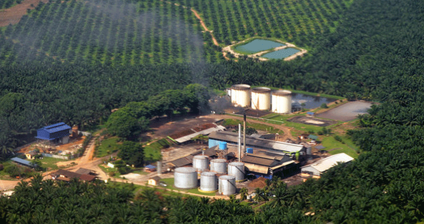 Belum Miliki Amdal, Perusahaan Sawit di Riau Terancam Denda Rp1 Miliar