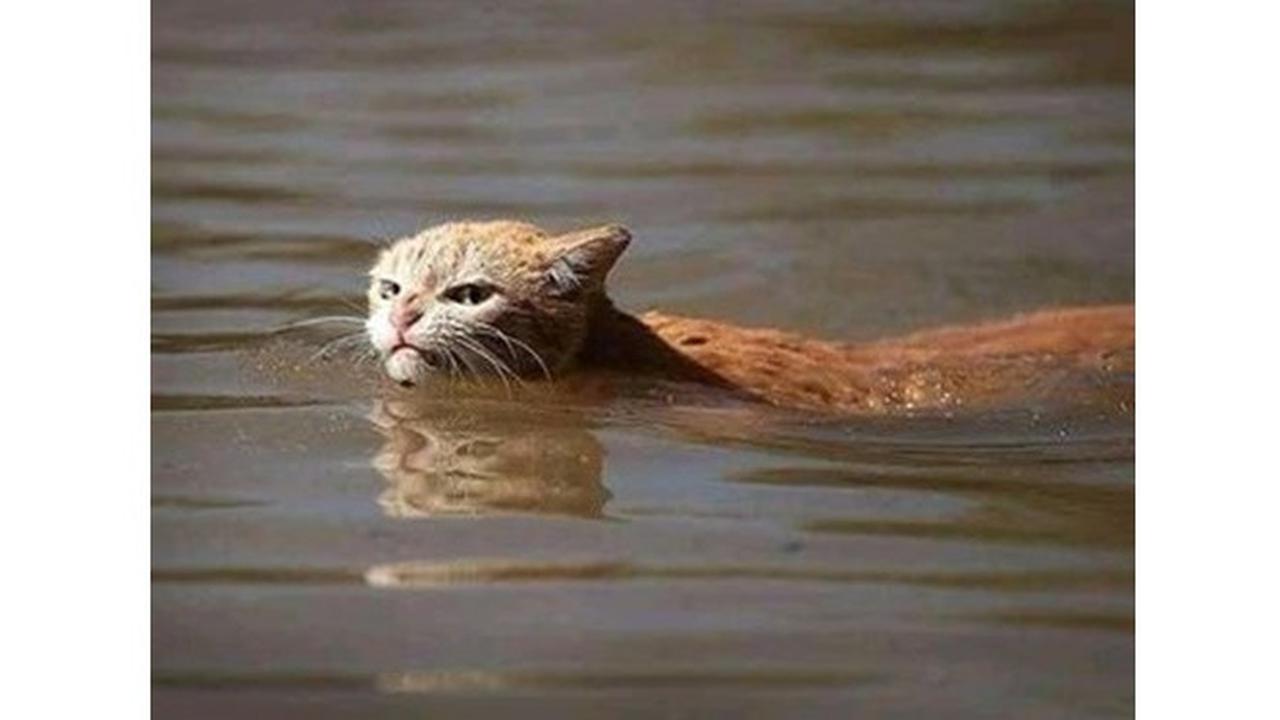 Bikin Terenyuh, Ini Potret Lima Kucing Selamatkan Diri dari Banjir