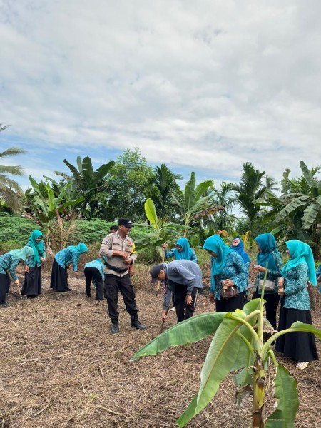 AKP Anra Nosa Pimpin Penanaman Jagung 0,5 Hektare di Desa Pekan Kamis