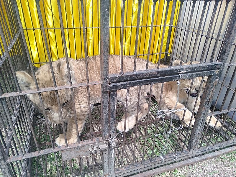 Polda Riau Gagalkan Penyelundupan 4 Anak Singa dan Leopard dari Malaysia