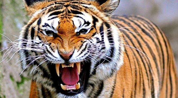Tim Gabungan Siapkan Perangkap untuk Harimau yang Terkam Jumiati