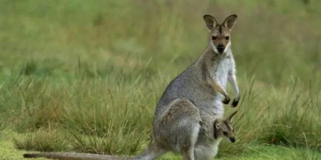 Warga Temukan Kanguru di Austria
