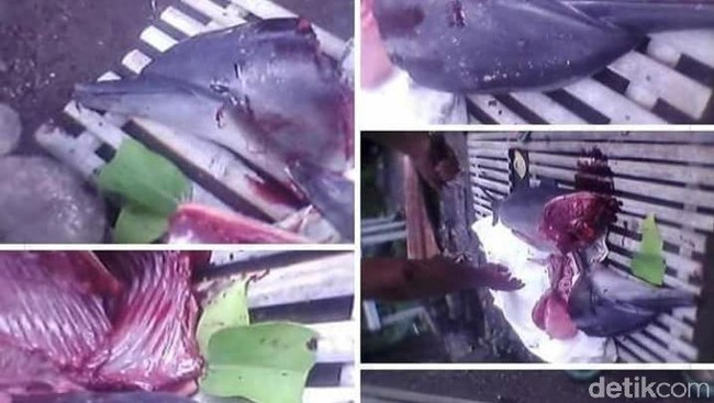 Pelaku Sembelih Bangkai Lumba-lumba untuk Obat