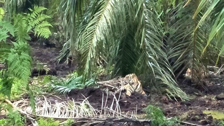 Harimau Bonita is Back! Jejaknya Terlacak di Kebun Sawit