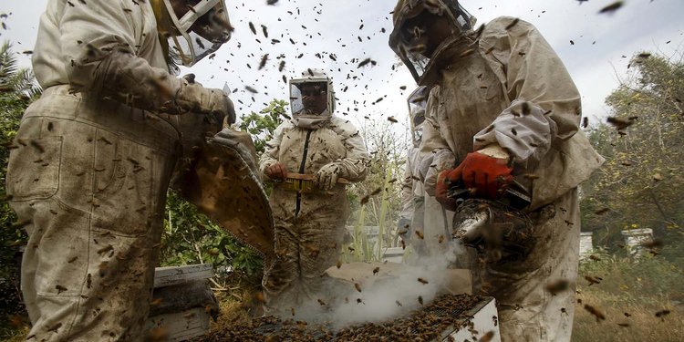 Pengawal Presiden Jokowi Diserang Ribuan Lebah