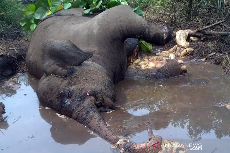 Gajah Sumatera Berkaki Buntung Dita, Ditemukan Mati di Riau