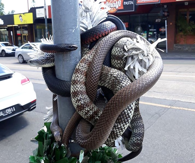 Tiga Ular Mematikan Terlihat Melilit Pohon Natal