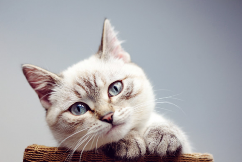 Dilarang Pelihara Kucing, Ibu Kos Ini Ternyata Malah Izinkan Pacar Menginap