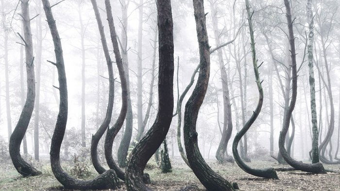 Pohon di Hutan Ini Tumbuh Bengkok, Penyebabnya Masih Misteri
