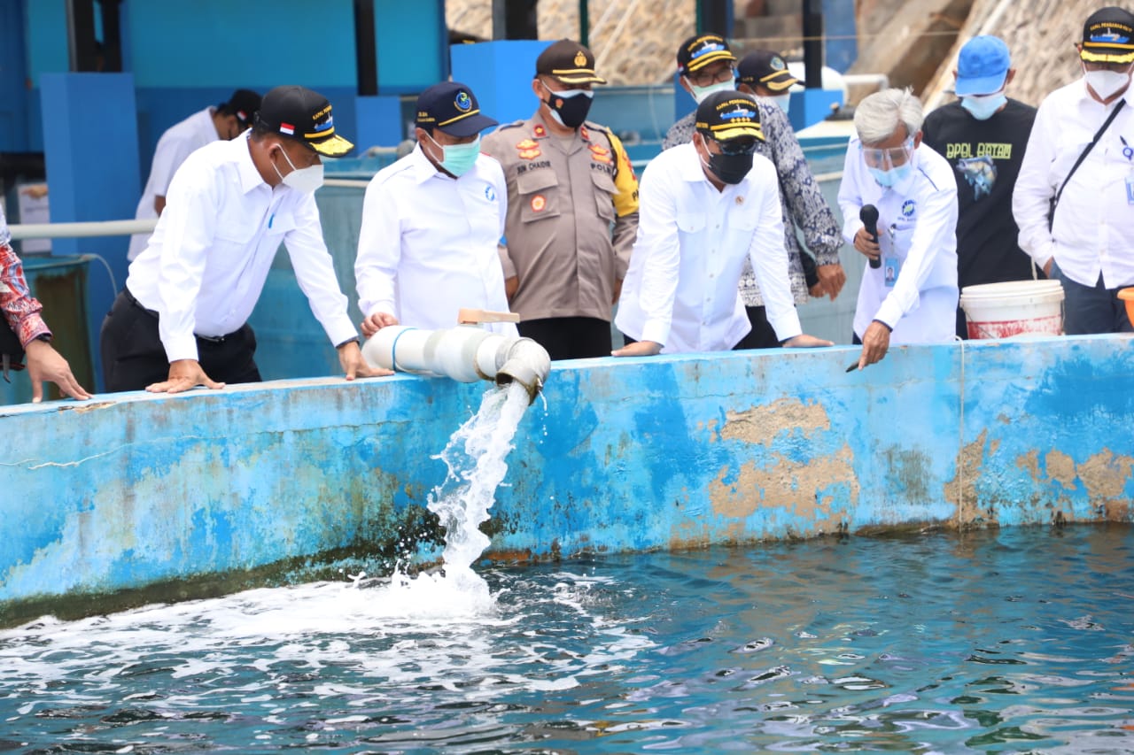 Menteri Trenggono Setuju, Benih Bawal Bintang Hybrid BPBL Batam Diberi Nama Bawal Sakti