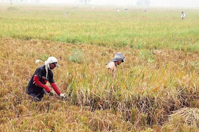 Nilai Tukar Petani di Riau Naik 2,65 Persen