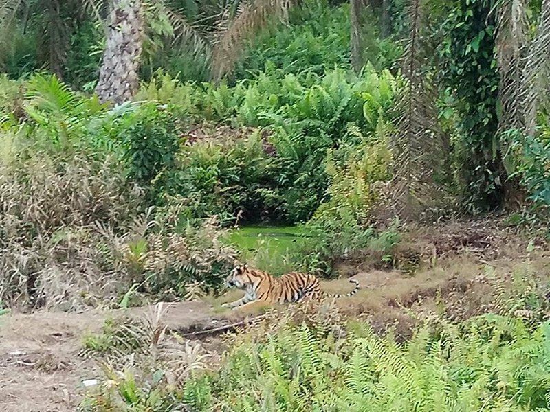 BBKSDA Riau Masih Mencari Harimau Yang Menewaskan Warga