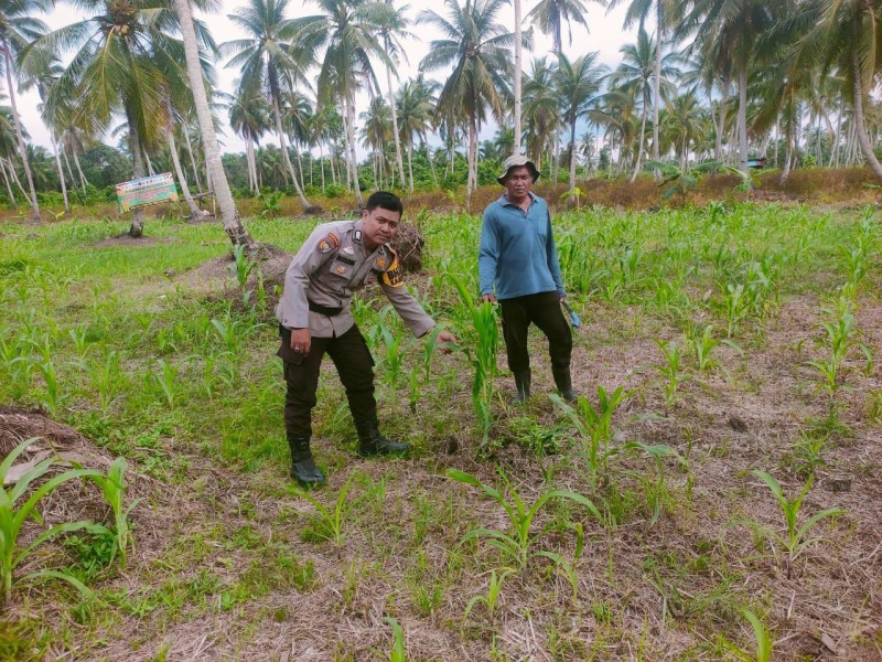 Polsek Tembilahan Hulu Perkuat Ketahanan Pangan Lewat Monitoring Tanaman Jagung