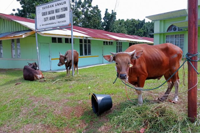 BUMN di Riau Salurkan 30 Ribu Paket Daging Kurban Perkuat Ketahanan Pangan
