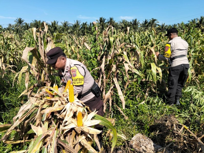 Polsek Tembilahan Hulu Lakukan Panen Raya Jagung untuk Dukung Program Asta Cita Presiden
