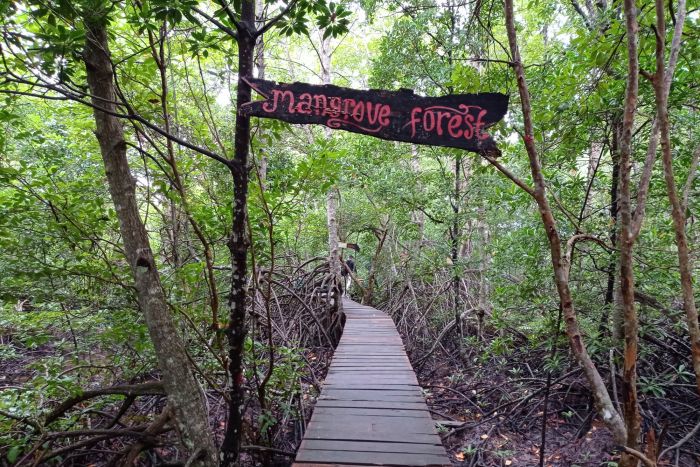 Kondisi Ekowisata Mangrove Sungai Bersejarah di Masa Pandemi