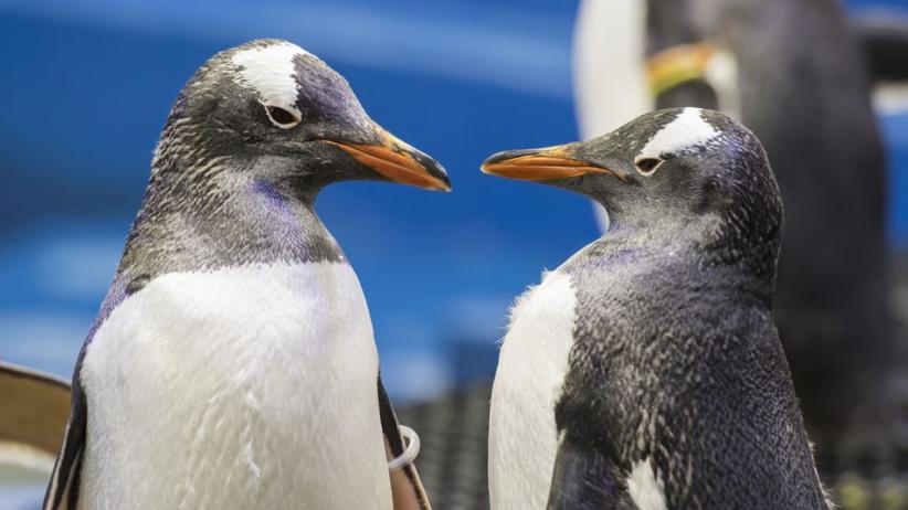 Pasangan Penguin Sesama Jenis di Akuarium Sydney Diberi Telur Adopsi