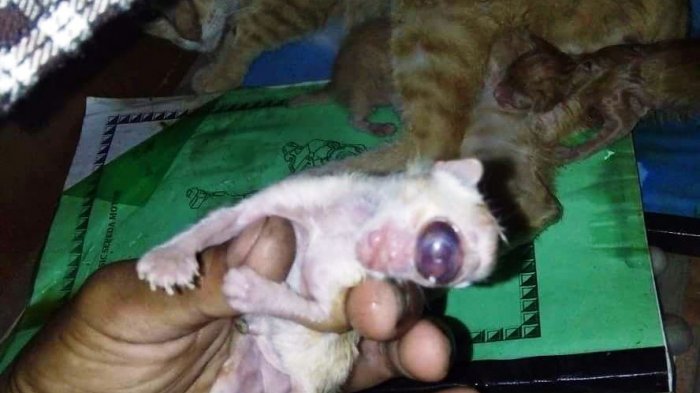 Fakta Dibalik Anak Kucing Bermata Satu yang Lahir di Siak