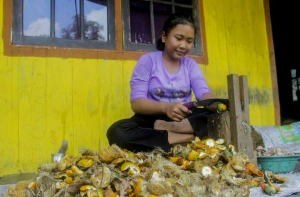 Turun Tipis, Harga Pinang Kering di Riau Masih Dilevel Rp17.490 Ribu per Kg